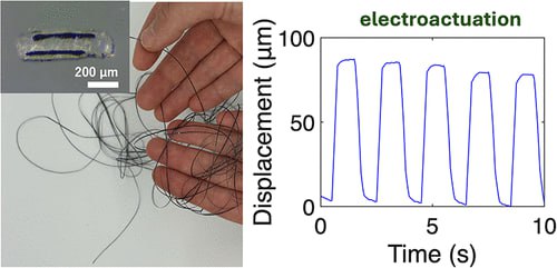 Мышечные волокна для роботов: тоньше волоса, мягче ткани