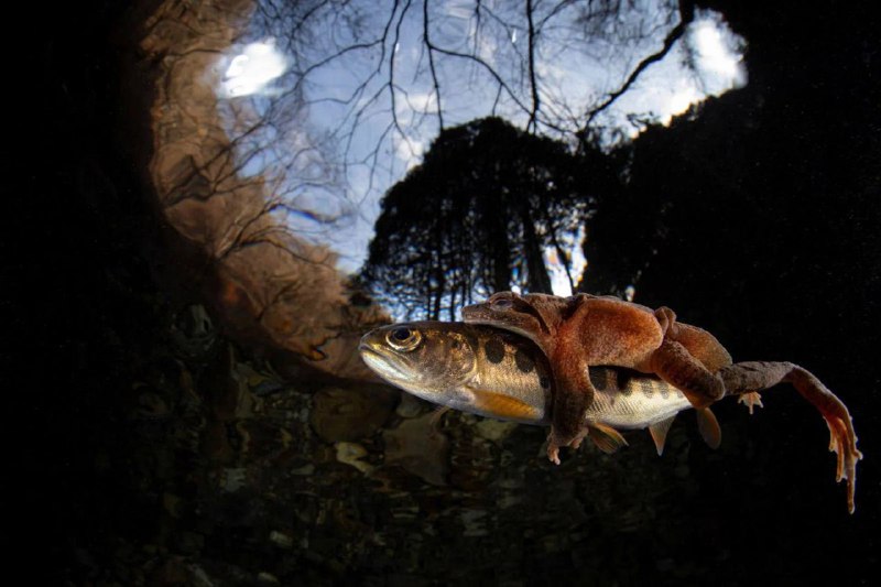 Иллюстрация 1