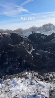 Фермеры Пензенской области обвиняют власти в халатности при утилизации скота и невыплате компенсаций