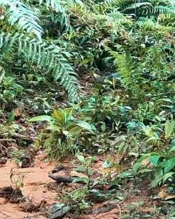 Редкое видео с ягуарунди из Коста-Рики завирусилось в сети