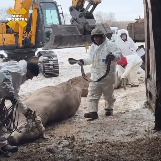 СК начал проверку после массового убоя коров в регионах: фермеры обвиняют Минсельхоз в уничтожении здорового скота