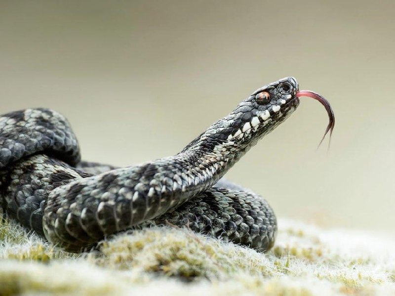 В Петербурге и Ленобласти из-за ранней весны проснулись гадюки