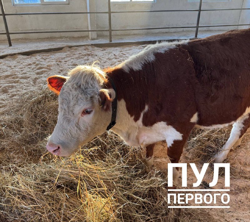 Лукашенко подарена беременная корова