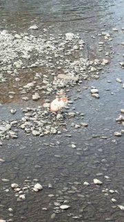 Котенка спасли из ледяной реки в Сочи