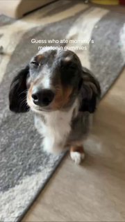 Пёсель, объевшийся мелатонином, стал вирусным мемом