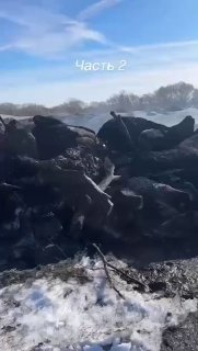 Фермеров заставляют убивать скот без документов: протесты в регионах