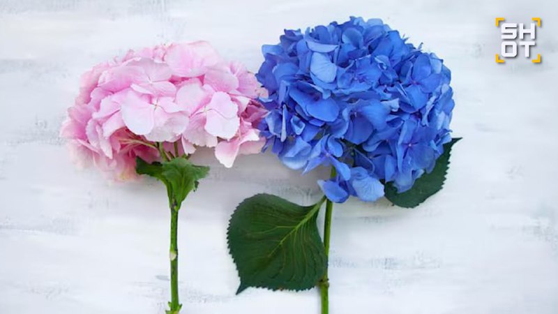 Дефицит гортензий грозит россиянам из-за наводнения в Колумбии