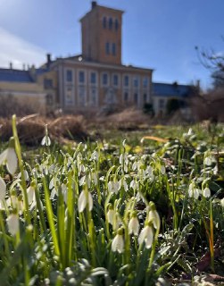 В Ботаническом саду Петербурга зацвели первоцветы
