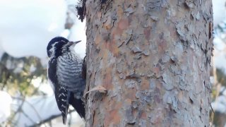 Пять видов дятлов в Нижне-Свирском заповеднике: как их различить