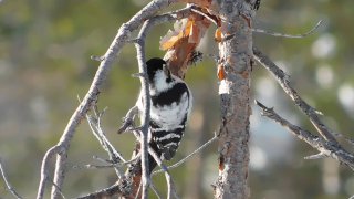 Иллюстрация 1