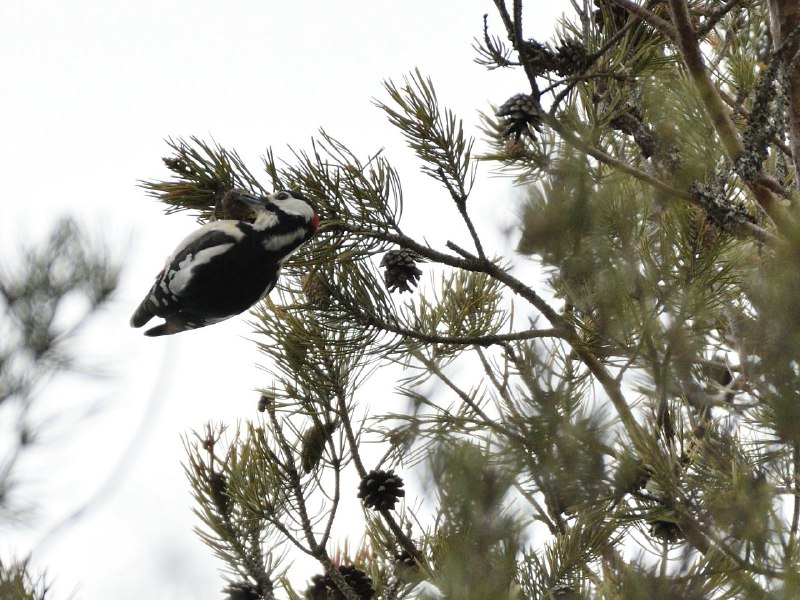 Иллюстрация 3