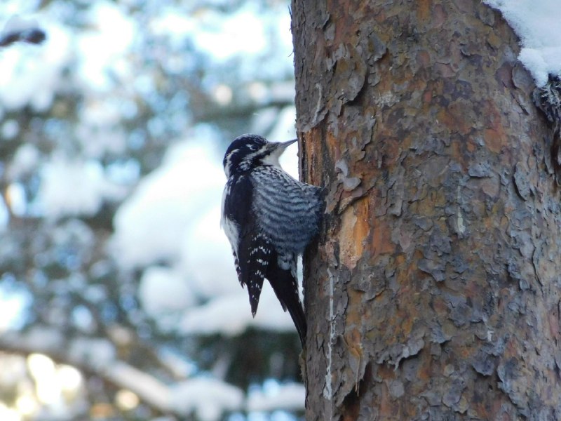 Иллюстрация 6