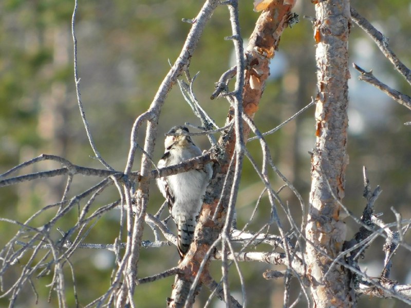 Иллюстрация 5