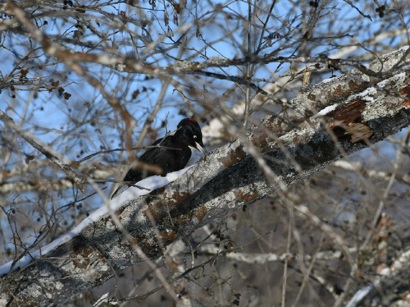 Иллюстрация 7