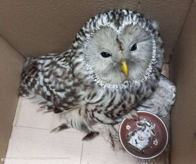 Сотрудница спасла сову от ворон в центре Петербурга