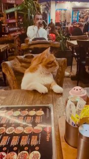 Кошки в барах и ресторанах Турции