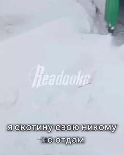 Жители Новосибирской области защищают скот от уничтожения: «Пускай меня сажают»