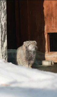 Манул Тимофей вышел на прогулку из-за мартовского тепла