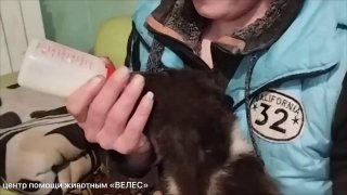 У центра помощи диким животным «Велес» оставили двухмесячного медвежонка с запиской