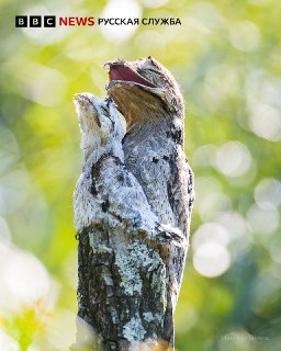 Урутау: исполинский козодой, ставший героем легенд и объектом научного путешествия