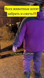 СК начал проверку изъятия скота в Сибири и Поволжье