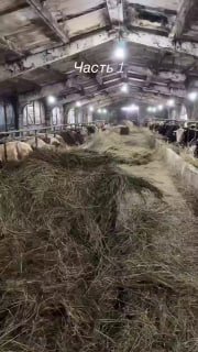 Массовый забой скота в России: фермеры бунтуют против изъятия коров