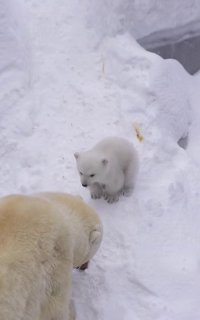 В зоопарке Новосибирска родился белый медвежонок