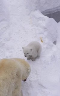 Новосибирский зоопарк показал новорожденного медвежонка