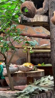 Ночной обезьянке Иноку в Ленинградском зоопарке исполнилось 32 года