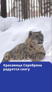 Снежный барс ирбис Серебряна освоилась в Новосибирском зоопарке