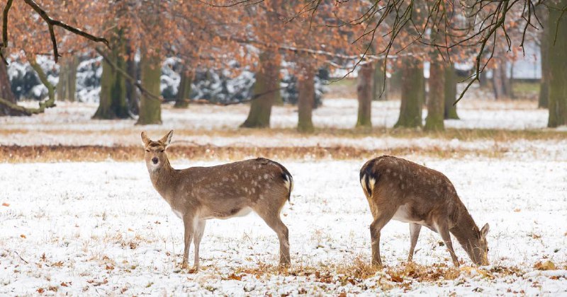 Бродячие собаки загрызли 17 оленей в московском лесопарке