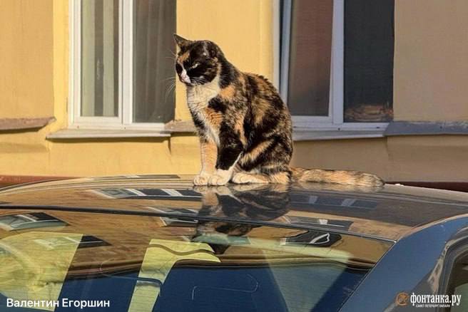 Пятый погодный рекорд подряд в Петербурге: температура достигла +11,7°