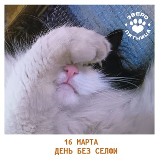 Шутка о селфи и анонс проекта о животных