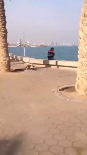 Женщина встретила бродячую кошку после возвращения из-за границы