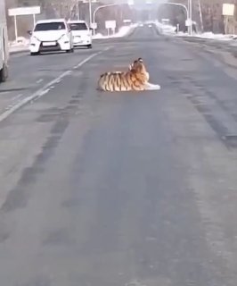 Тигр устроил лежбище на трассе в Хабаровском крае