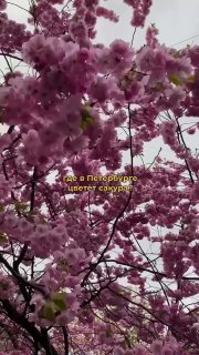 Где в Петербурге посмотреть цветение сакуры