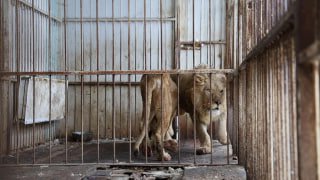 Льва и львицу изъяли у жителя Новой Москвы
