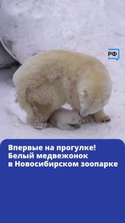 В Новосибирском зоопарке вышел на прогулку белый медвежонок