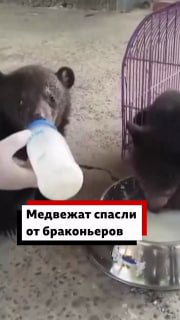 В Лаосе спасли двух гималайских медвежат, похищенных торговцами дикими животными