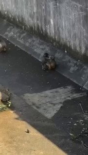 У обезьянки Панча появилась подружка