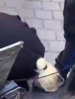 Движение Black Lives Matter в США: критика Демократов