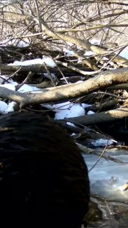 Кот-клептоман украл улов у выдры: зафиксирован редкий симбиоз