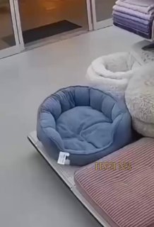 Волк украл лежанку в торговом центре Мурманска