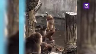 Осиротевшая мака Панч обрела подружку в японском зоопарке