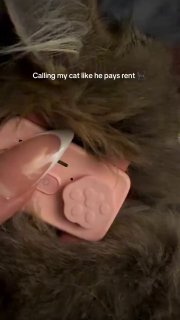 С кошками теперь можно общаться по телефону: представлен GPS-трекер PetPhone