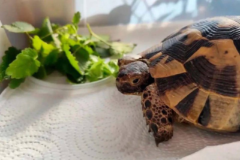 В Петербурге изъяли редкую черепаху у метро «Купчино»