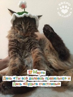 День «Ты всё делаешь правильно» и проект о животных