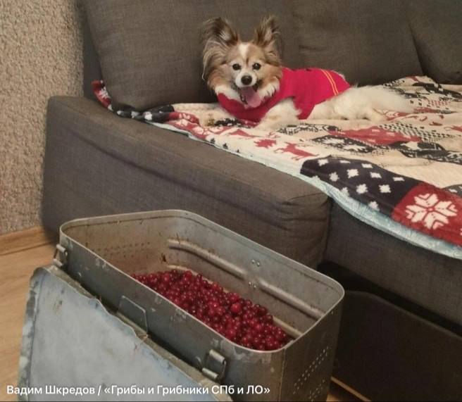 В Ленобласти начался сезон сбора клюквы