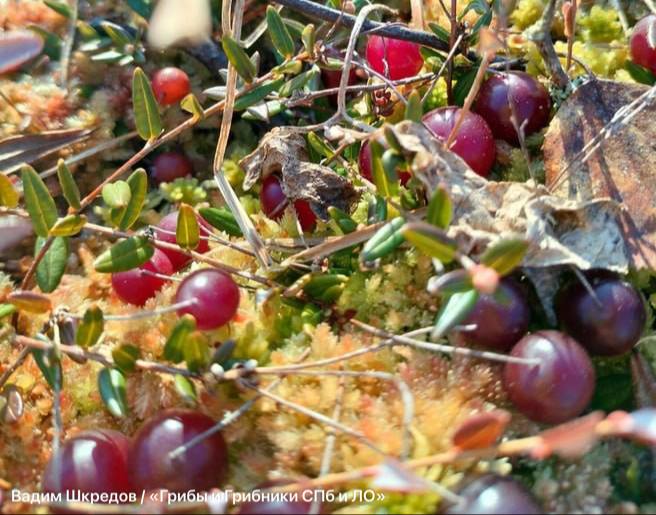 Иллюстрация 2