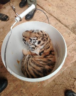 Амурские тигрята из Московского зоопарка получили имена